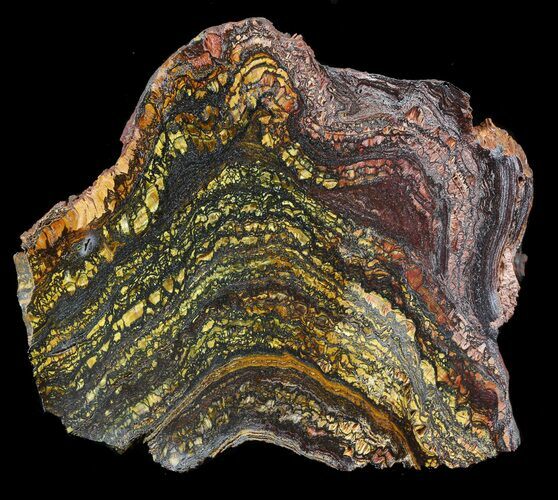Polished Tiger Iron Stromatolite - ( Billion Years) #42617